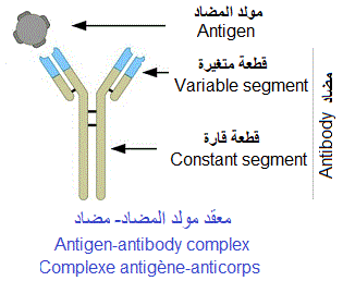 antigen-antibody complex