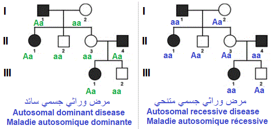 autosomal recessive or dominant diseases