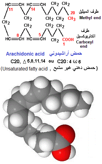 arachidonic acid. Fatty acids, Fats, lipids, الدهنيات , الأحماض الدهنية