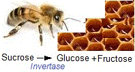 invertase, bee