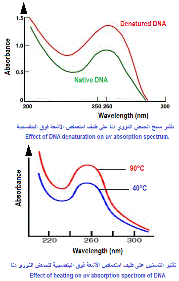 DNA denaturation