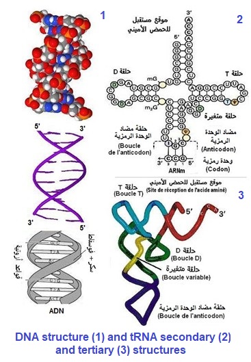 DNA and tRNA structures