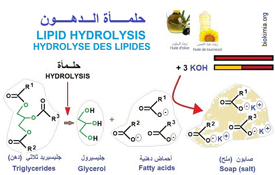 fats hydrolysis