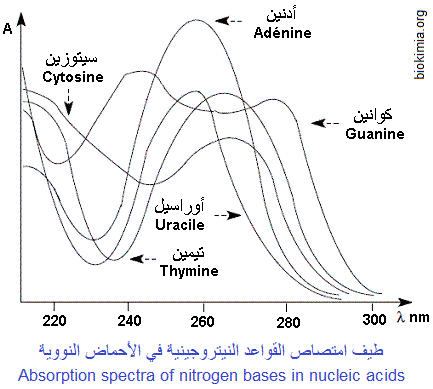 nitrogen bases spectra