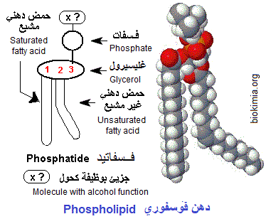 Phospholipid
