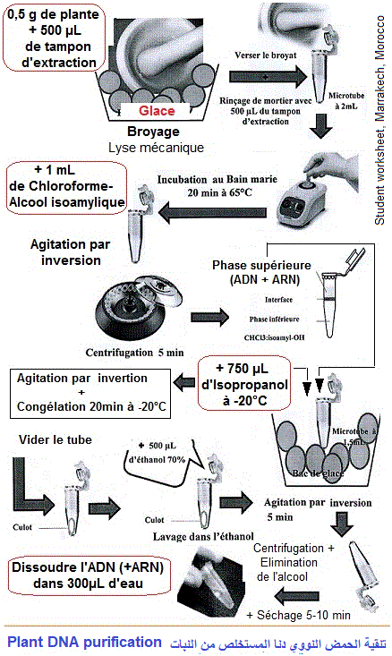 plant DNA purification