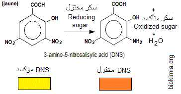 DNS reducing sugars