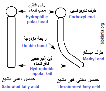 saturated, unsaturated fatty acids