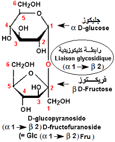 sucrose