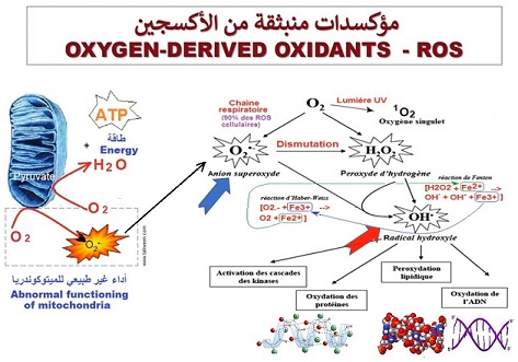 oxidants, مؤكسدات 
