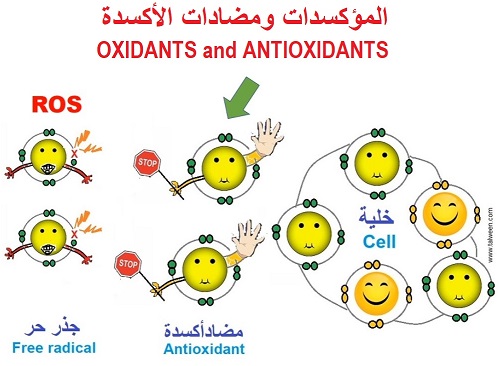 مضادات الأكسدة