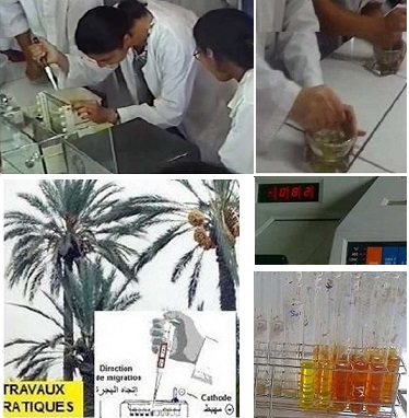 biotechnologies, amélioration génétique, biotech-ecolo.net