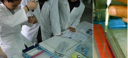 electrophoresis, biologie moléculaire