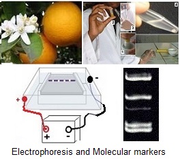 molecular markers, electrophoresis