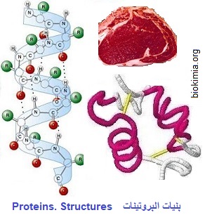 proteins