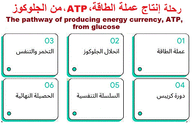 ATP production. Steps