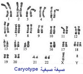 caryotype