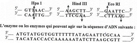 إنزيمات التقييد