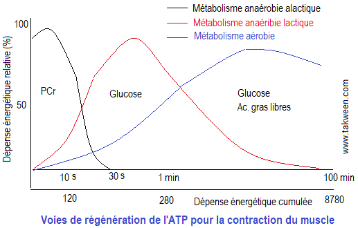 atp régénération
