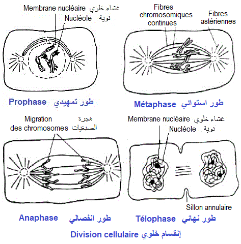 المادة الوراثية (الانقسام الخلوي، النسخ، الترجمة). اختبار - MATERIEL GENETIQUE