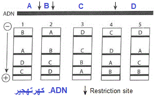 electrophoresis