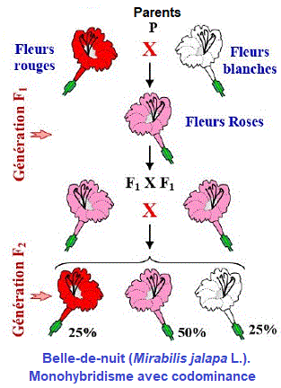 وراثة مندل. اختبار - GENETIQUE, HEREDITE de MENDEL