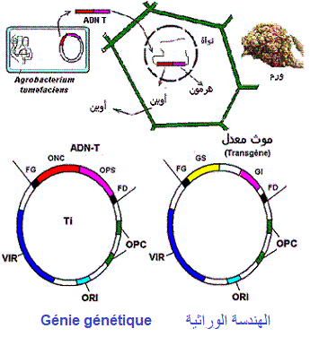 الهندسة الوراثية. اختبار - GENIE GENETIQUE (test)