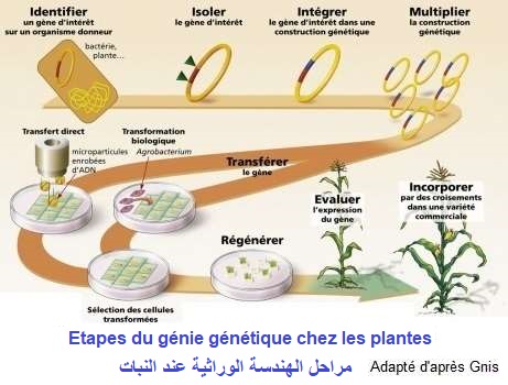  étapes de la transgénèse