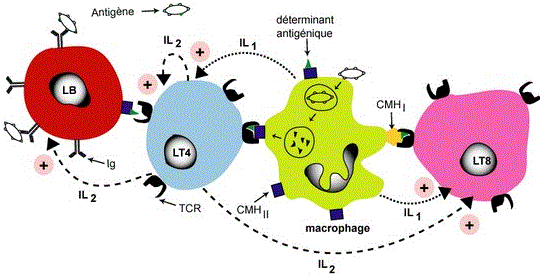 coopération immunité