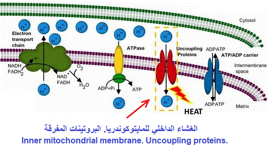 uncoupling proteins