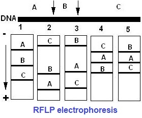 rflp electrophoresis