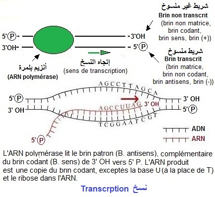transcription