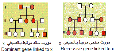linked to x