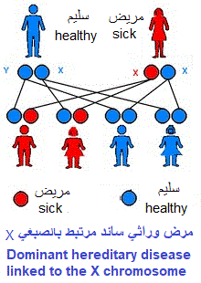 Human genetics quiz, الوراثة البشرية