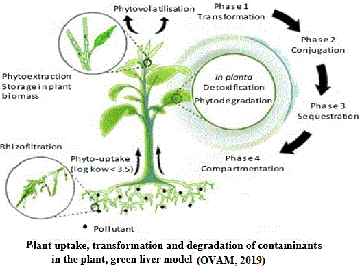 phytoremediation