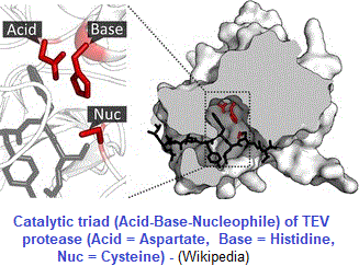 catalytic triad