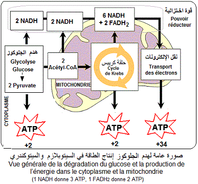 Test Energie ATP إنتاج طاقة، التخمر، التنفس. اختبار