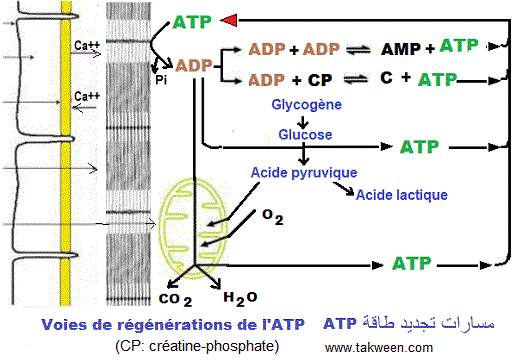 atp régénération