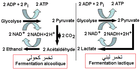 fermentations alcoolique et lactique, تخمر