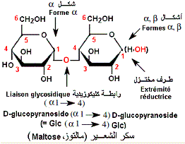 maltose