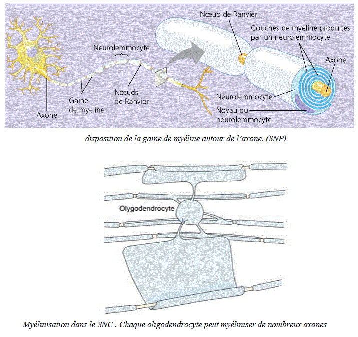 myélinisation