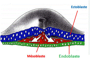 Ectoblaste