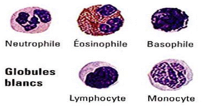 globules blancs