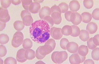 granulocyte