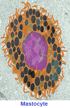 mastocyte