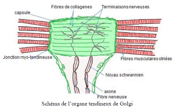 organe tendineux de Golgi