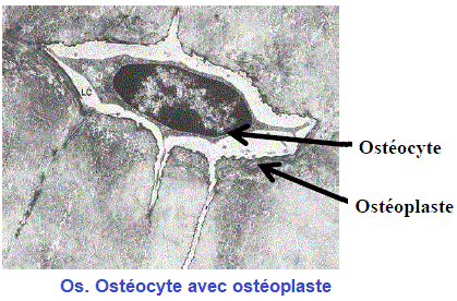 ostéocyte