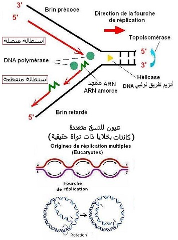 DNA replication