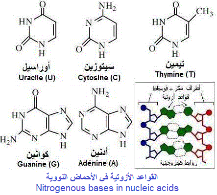 nitrogenous bases