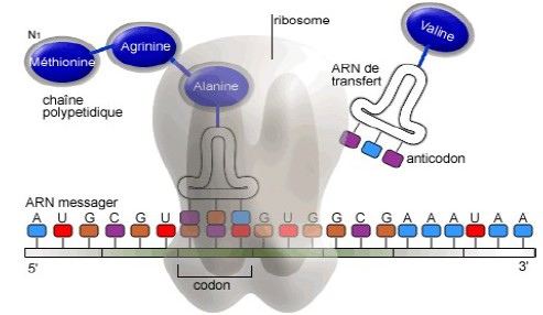 ribosome-ARNm